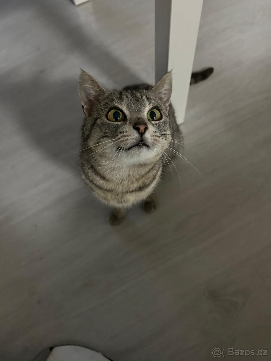 Darujeme kočku - 2