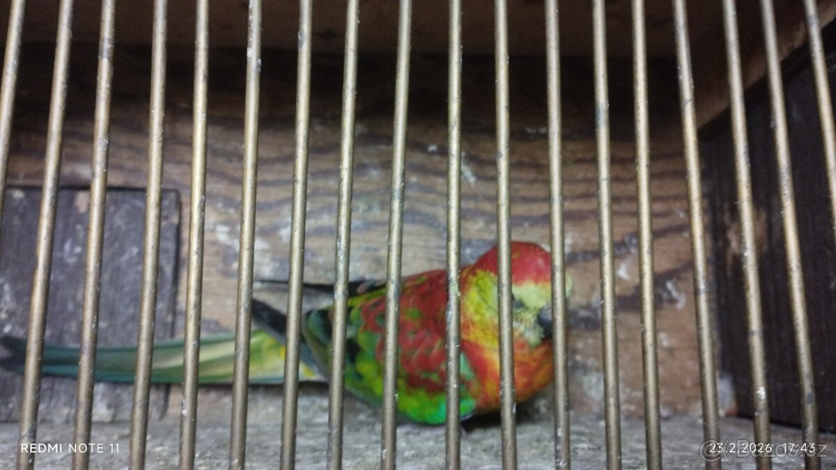 Papoušek zpěvavý - 2