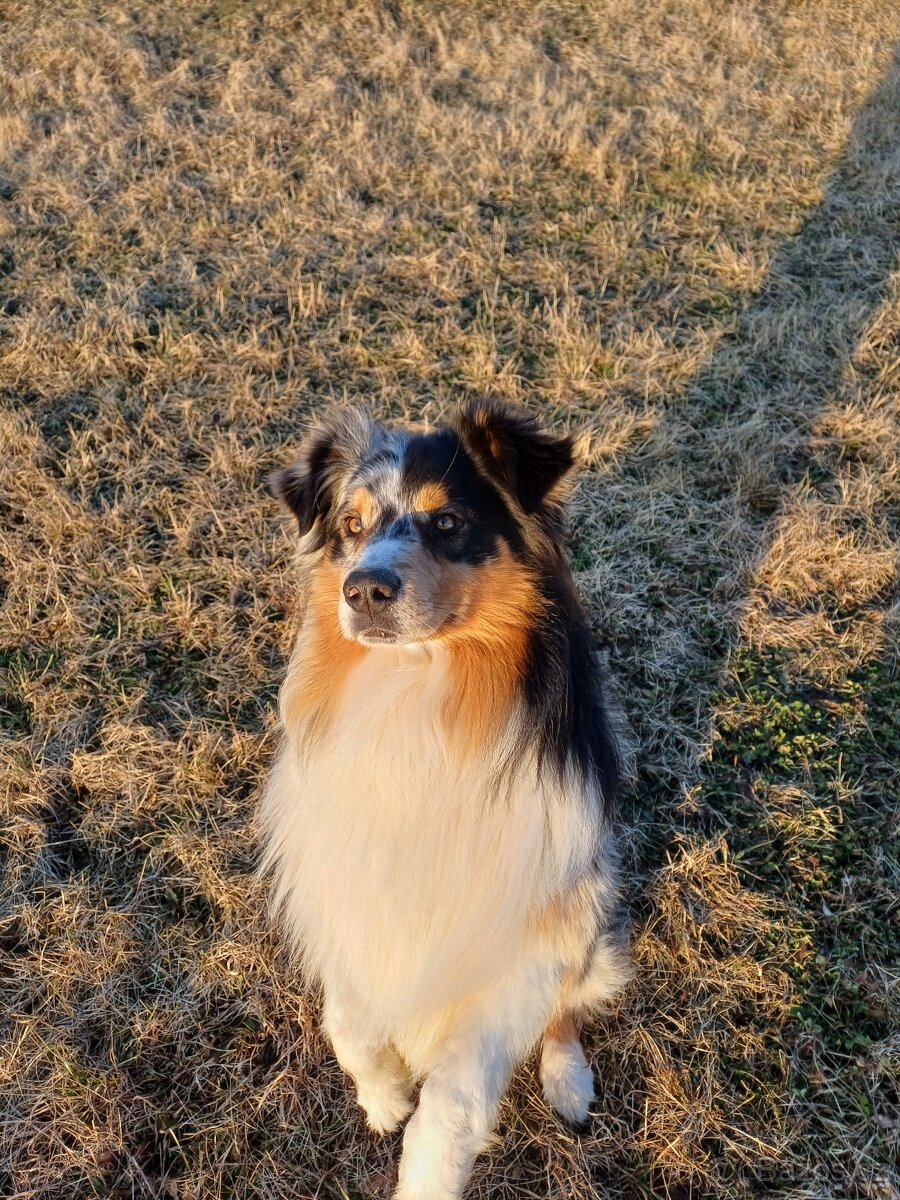 Australský ovčák - 2