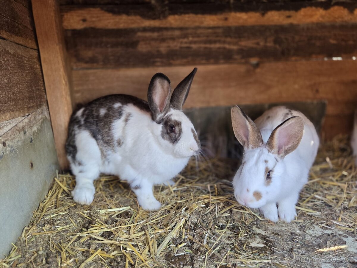 Samičky a samci Českého strakáče - 2