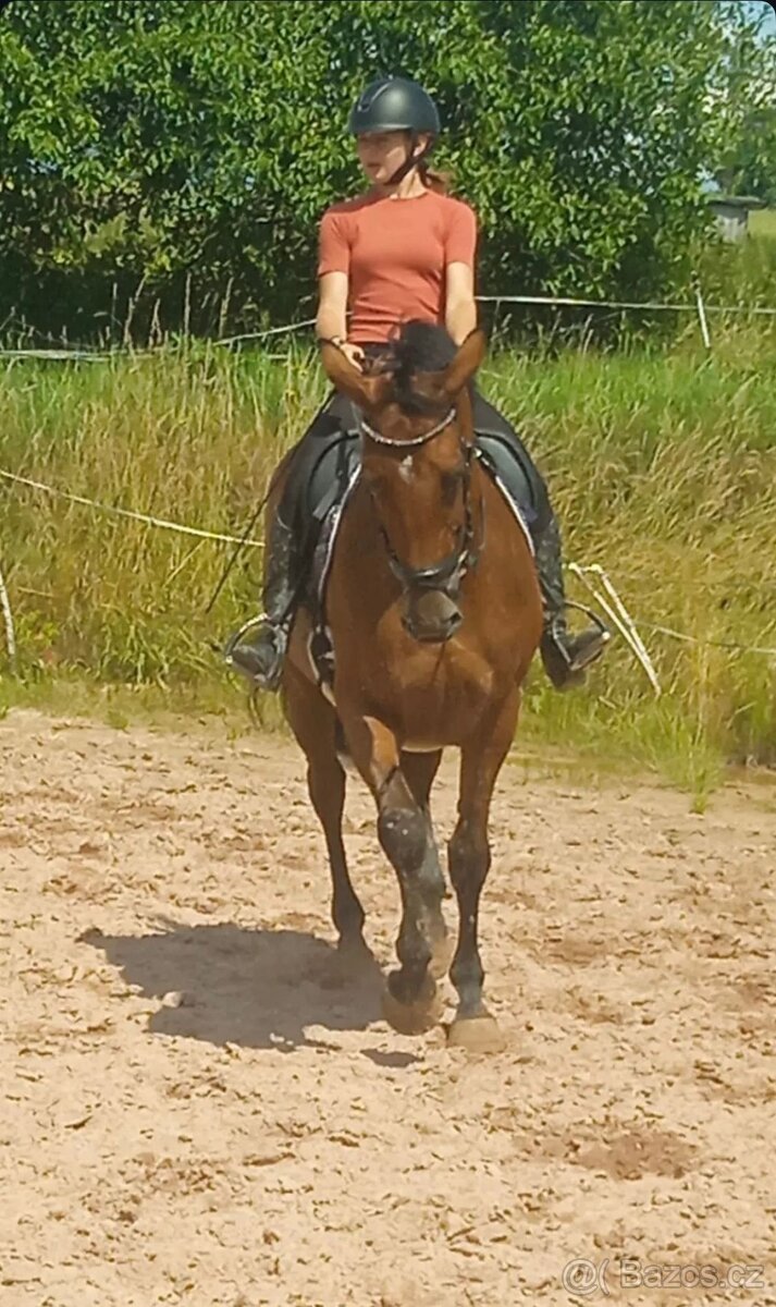 Prodám klisnu CS 15 let - 2