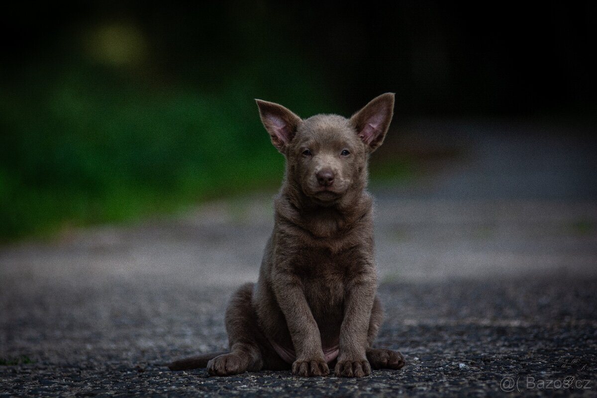 Australská kelpie - 2