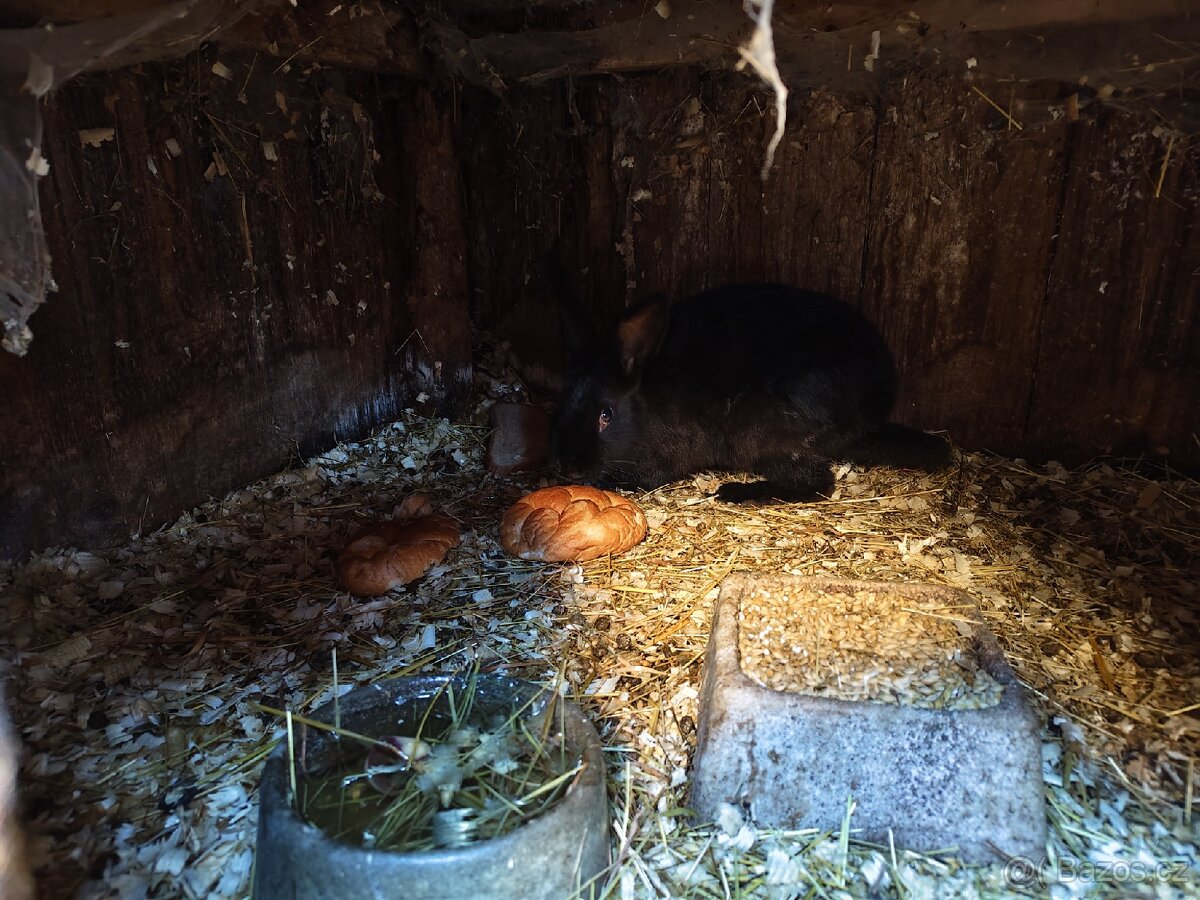 Prodám Králíky - 2