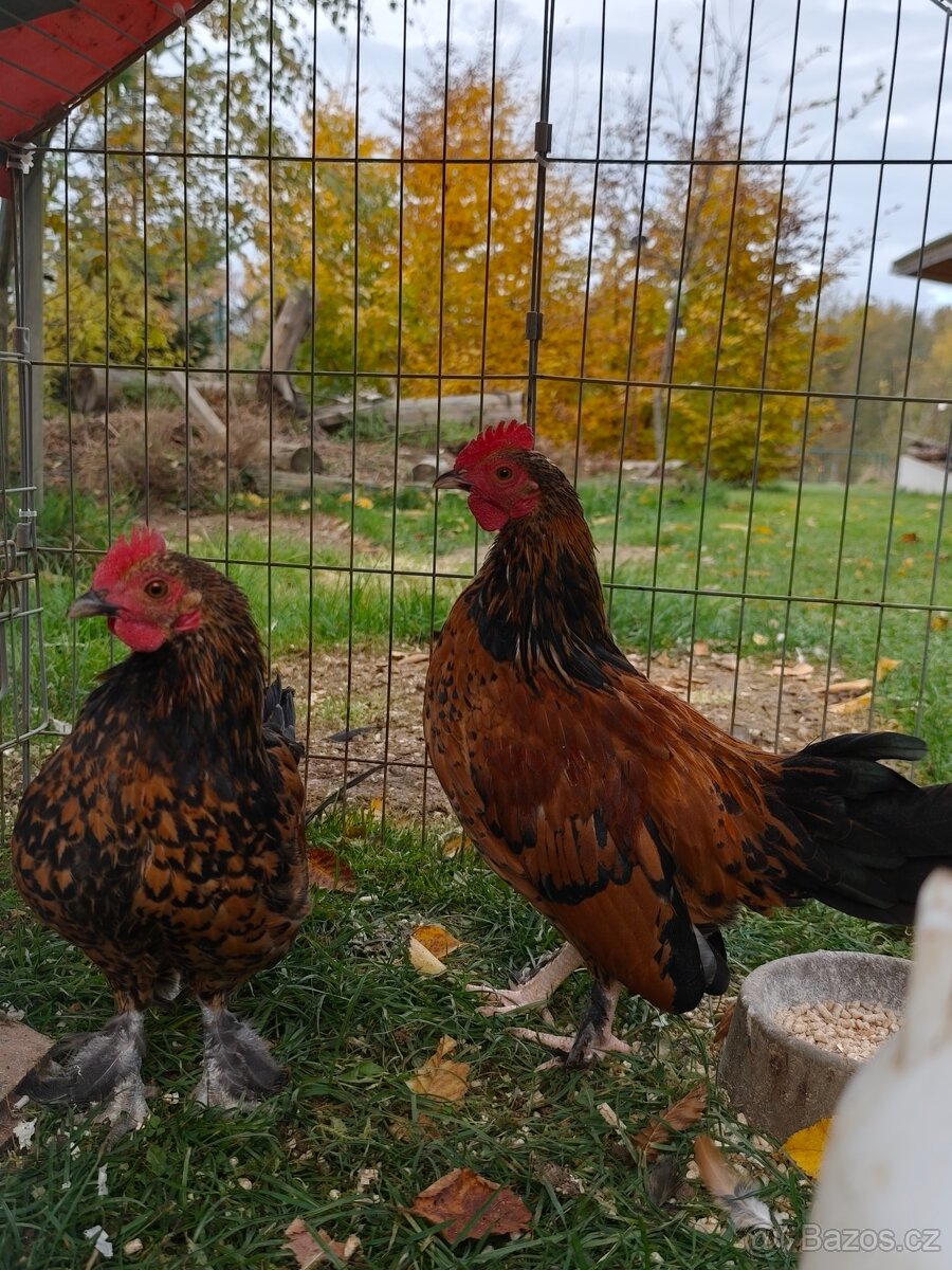 Kohouti zakrslá rousná - 2