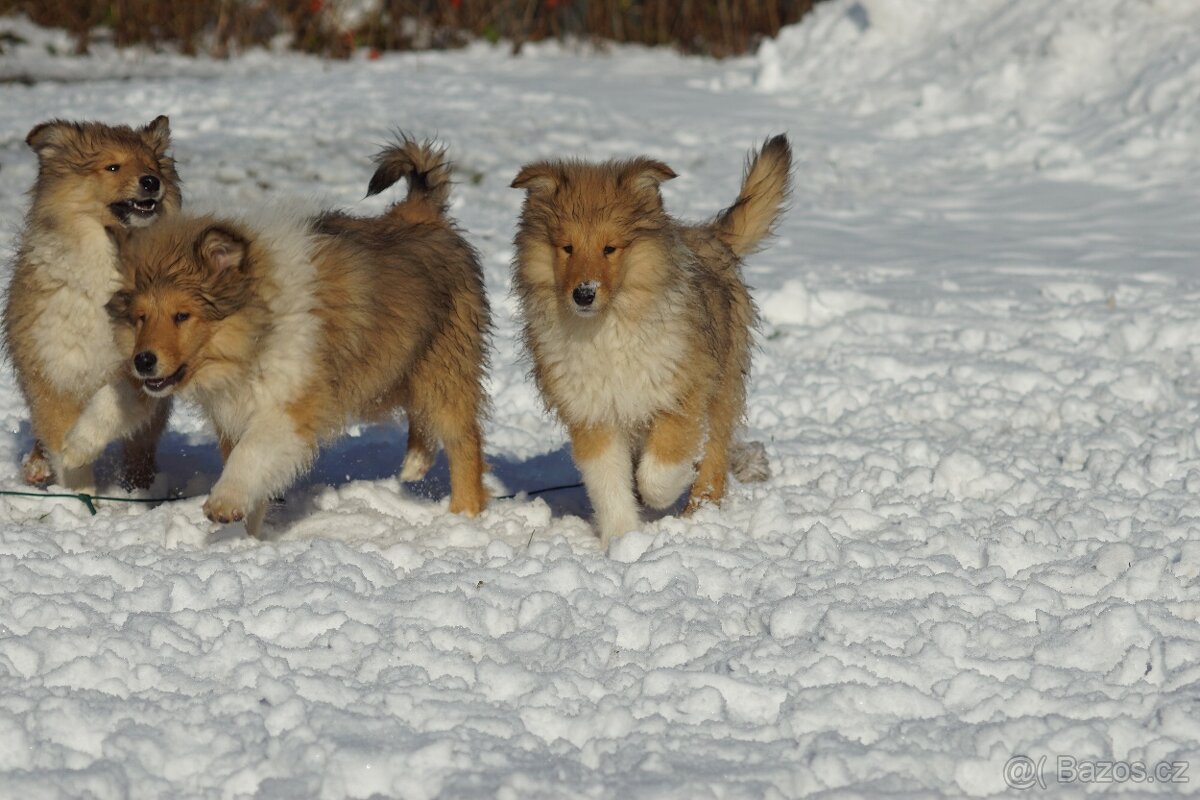 KOLIE DLOUHOSRSTA ZLATA - 2