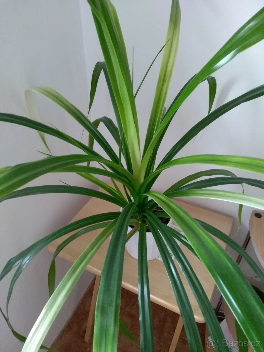 pokojová rostlina - 2
