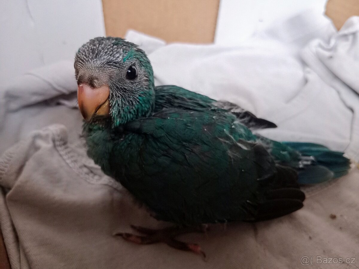 Kakariki rudočelý - 2