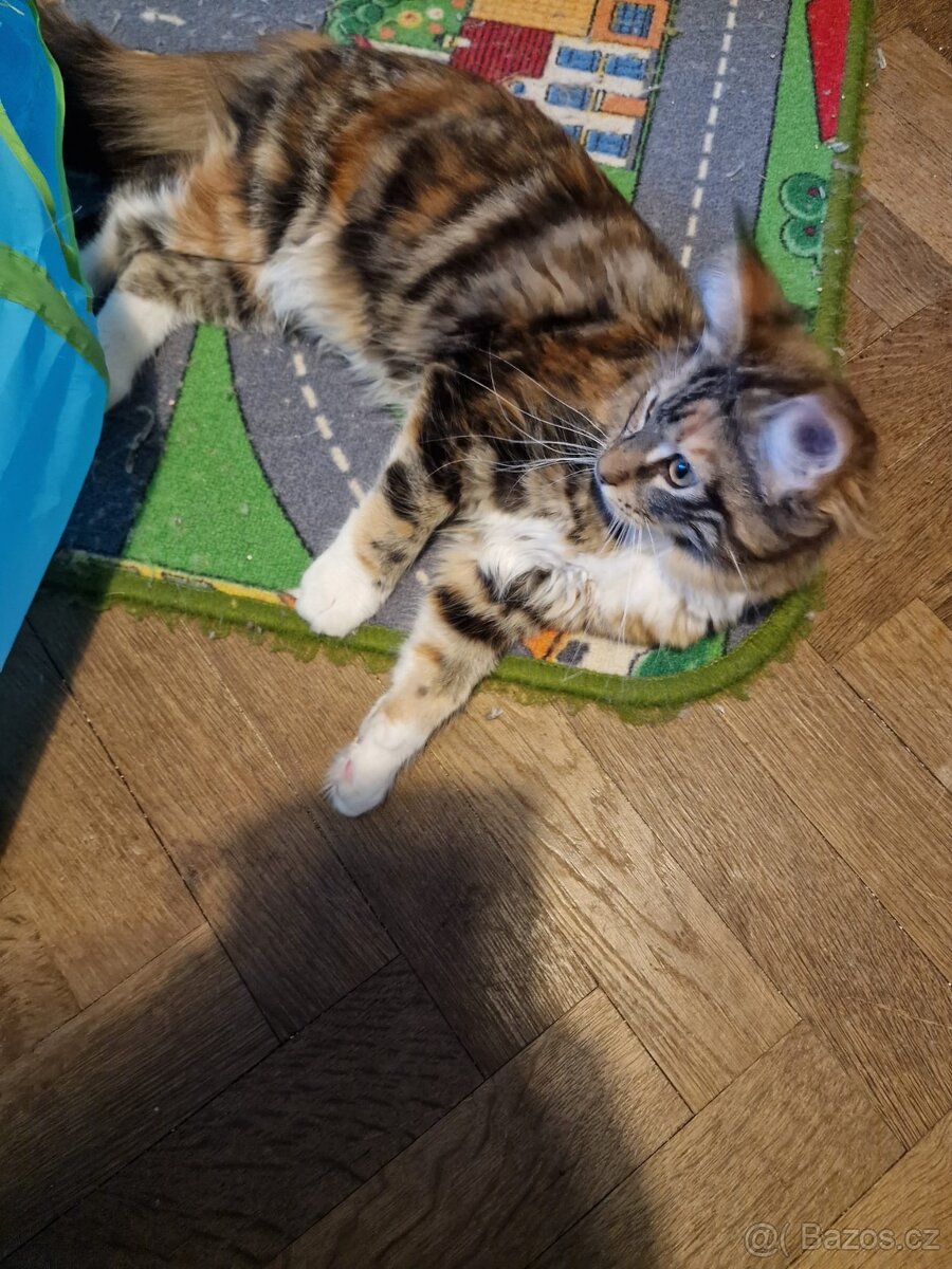 Mainská mývalí bez PP - 2