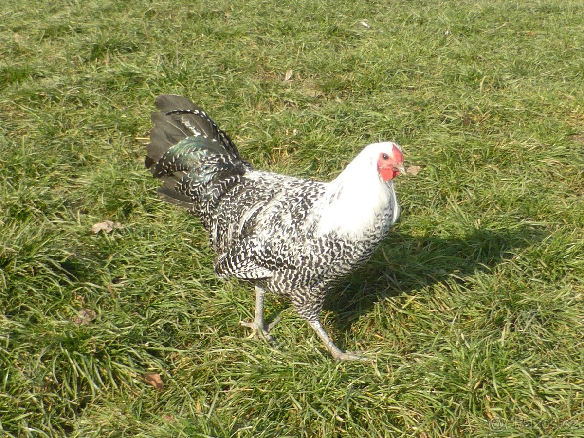 Vestfálská slepice - 2