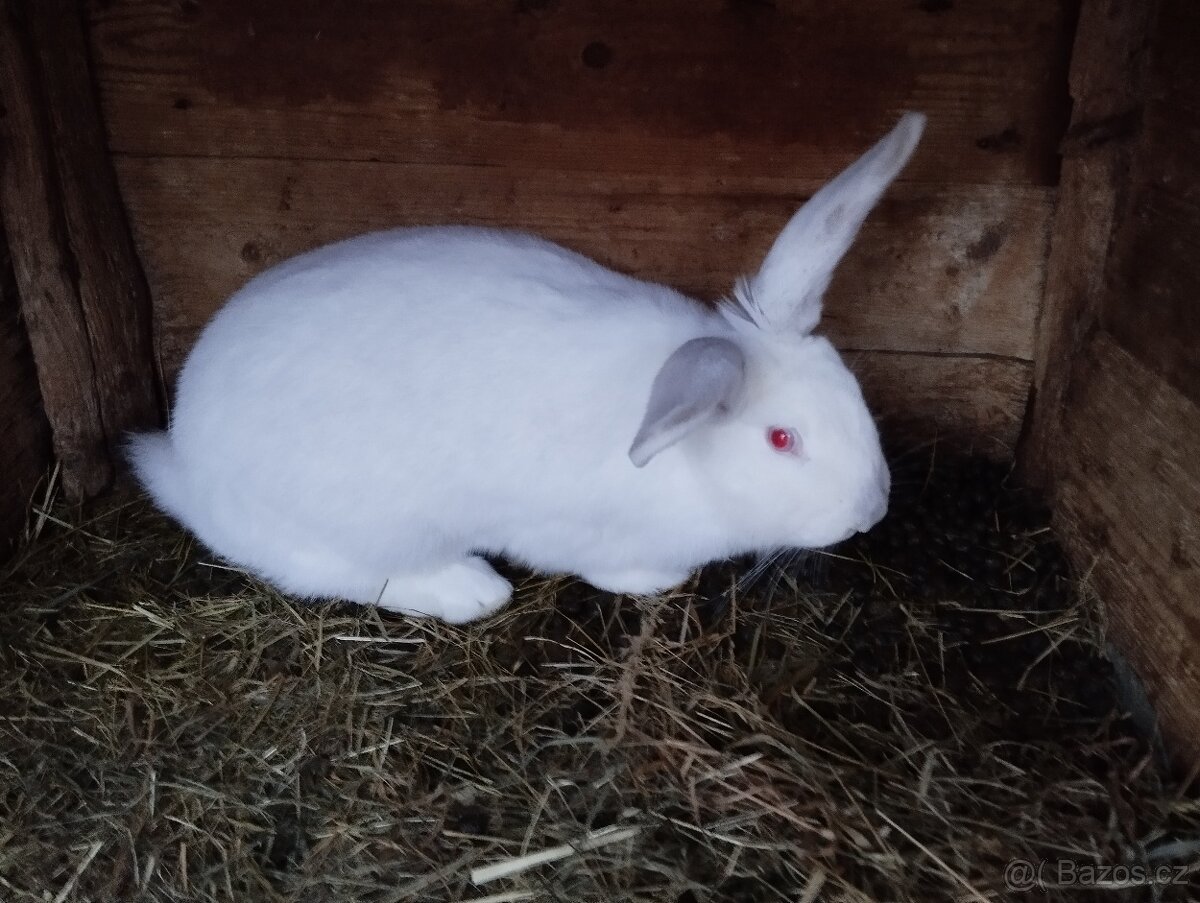 Prodej králíků - 2
