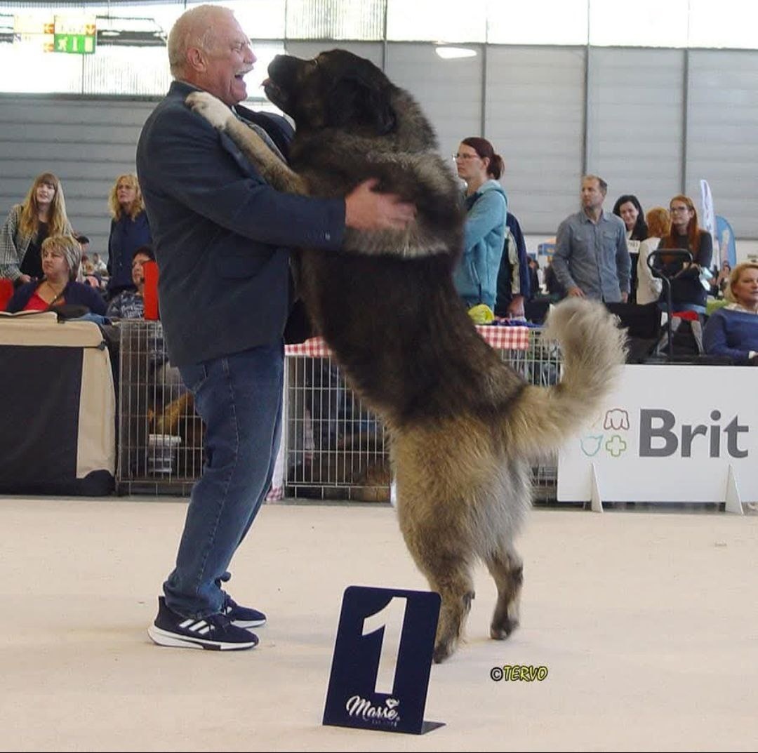 Kavkazský pastevecký pes štěňata - 2