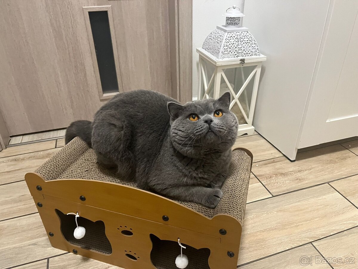 Britský kocourek ke krytí - 2