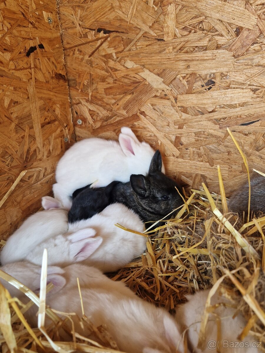 Králíčci - 2