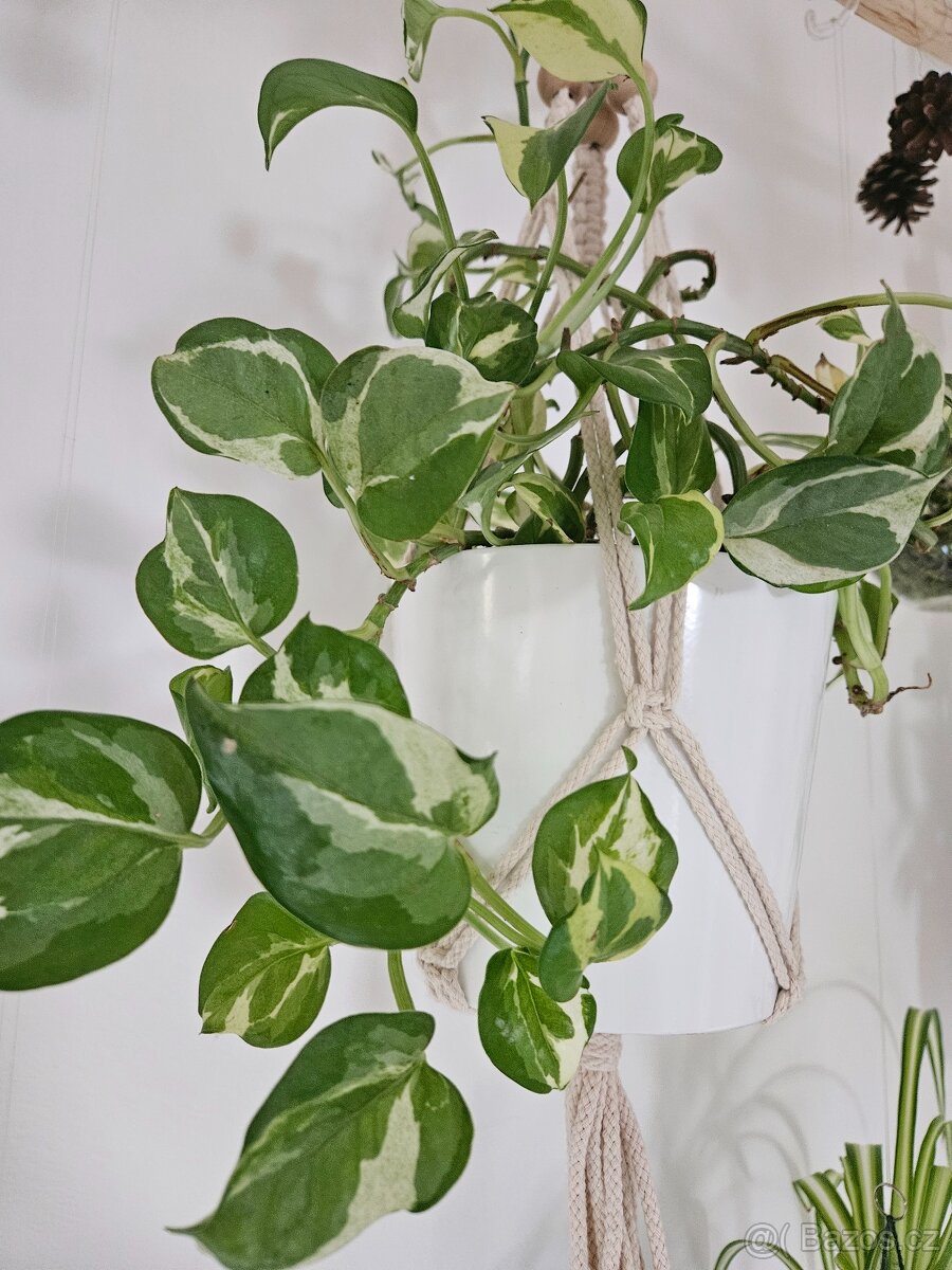 Epipremnum aureum N Joy - 2