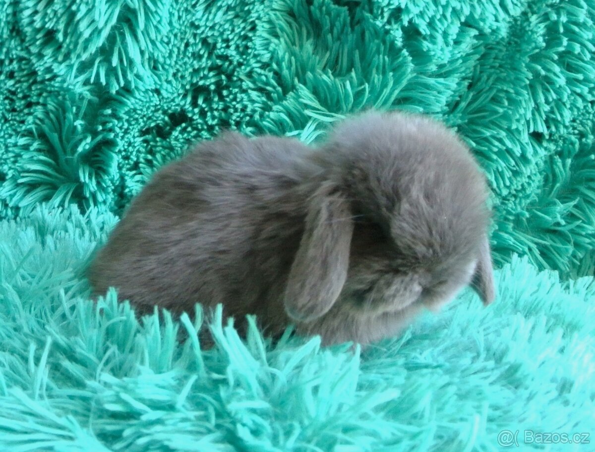 minilop - beránci - 2