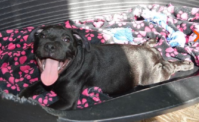 Stafordširský bulteriér s PP - 2