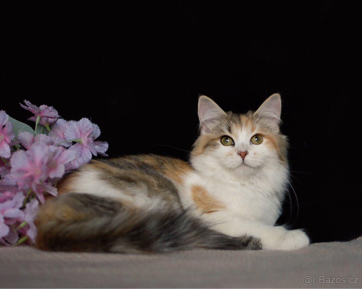 Sibiřská kočka želvovinová s bílou s PP - 2