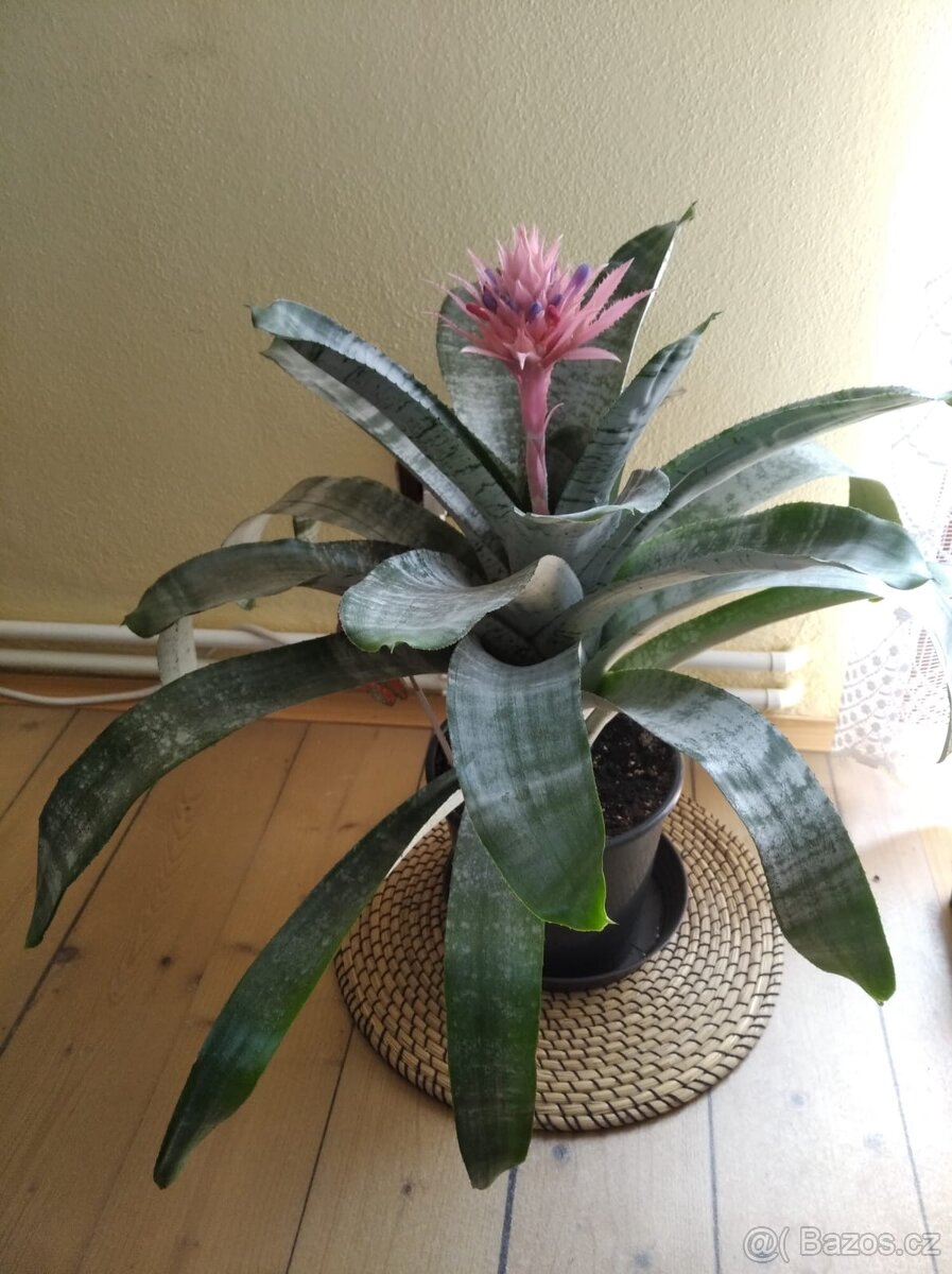 Bromélie Echmea pruhovaná (Aechmea fasciata)🌺 - 2