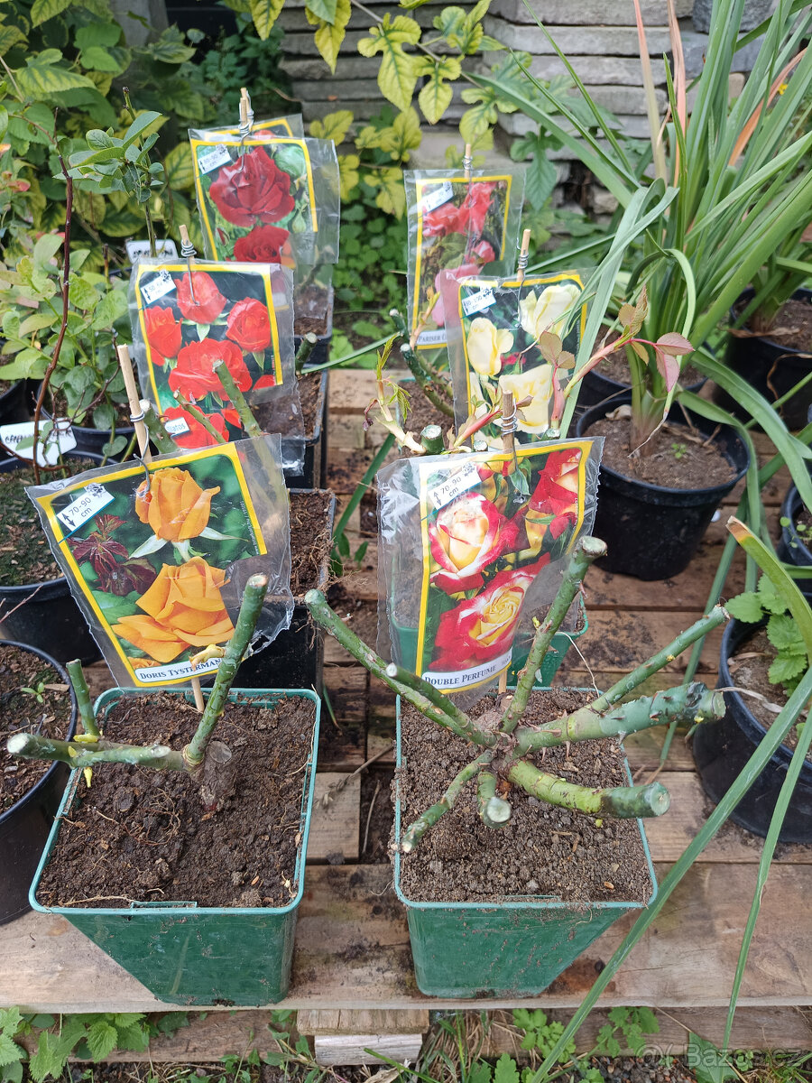 Růže v květníku - 2