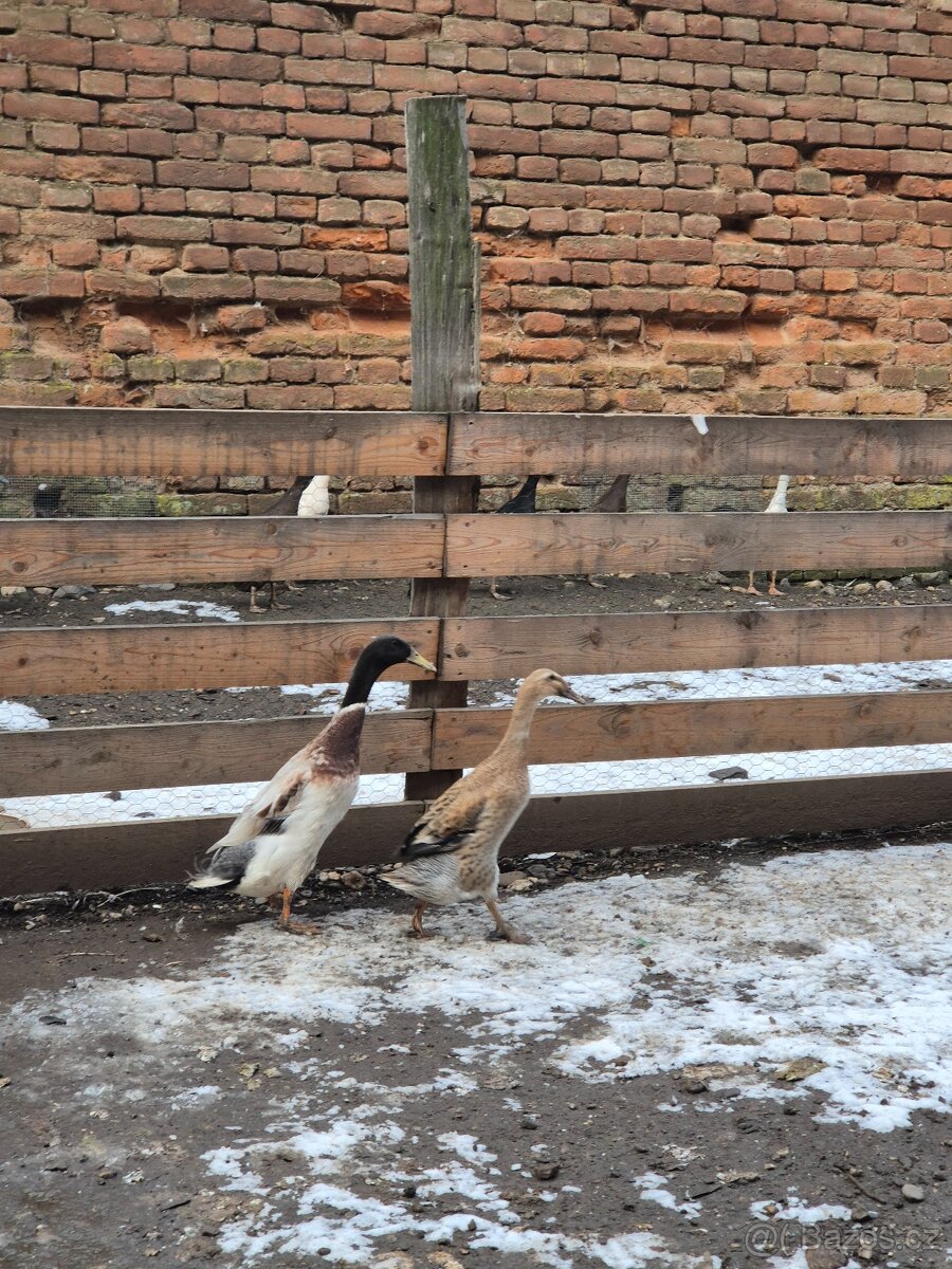 Indický běžec - 2