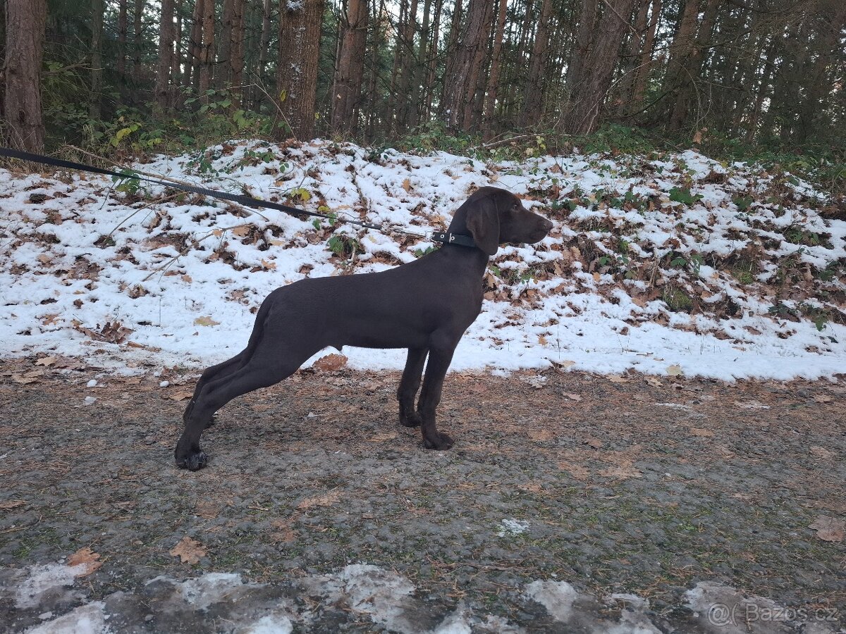 Prodám štěňata NKO - německý krátkosrstý ohař - 2