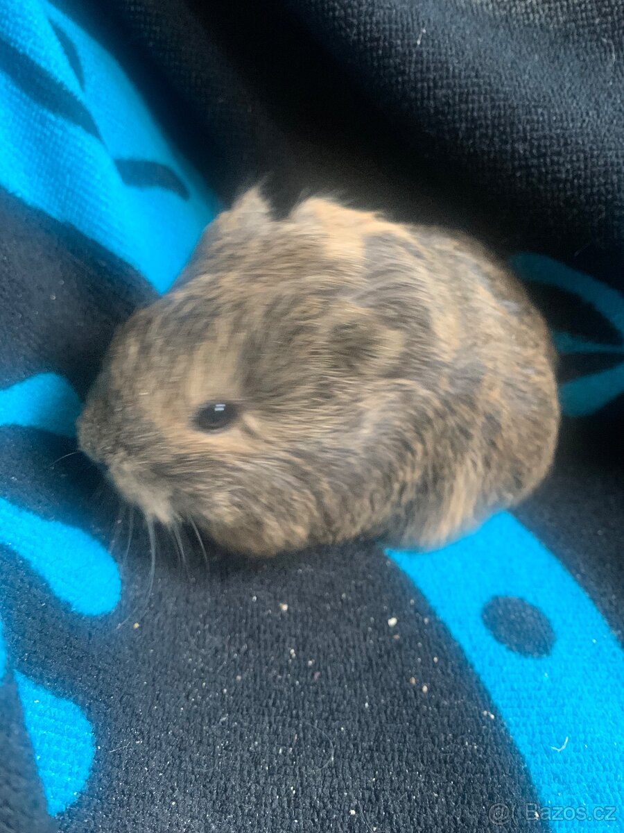 Morčátka na prodej - 2