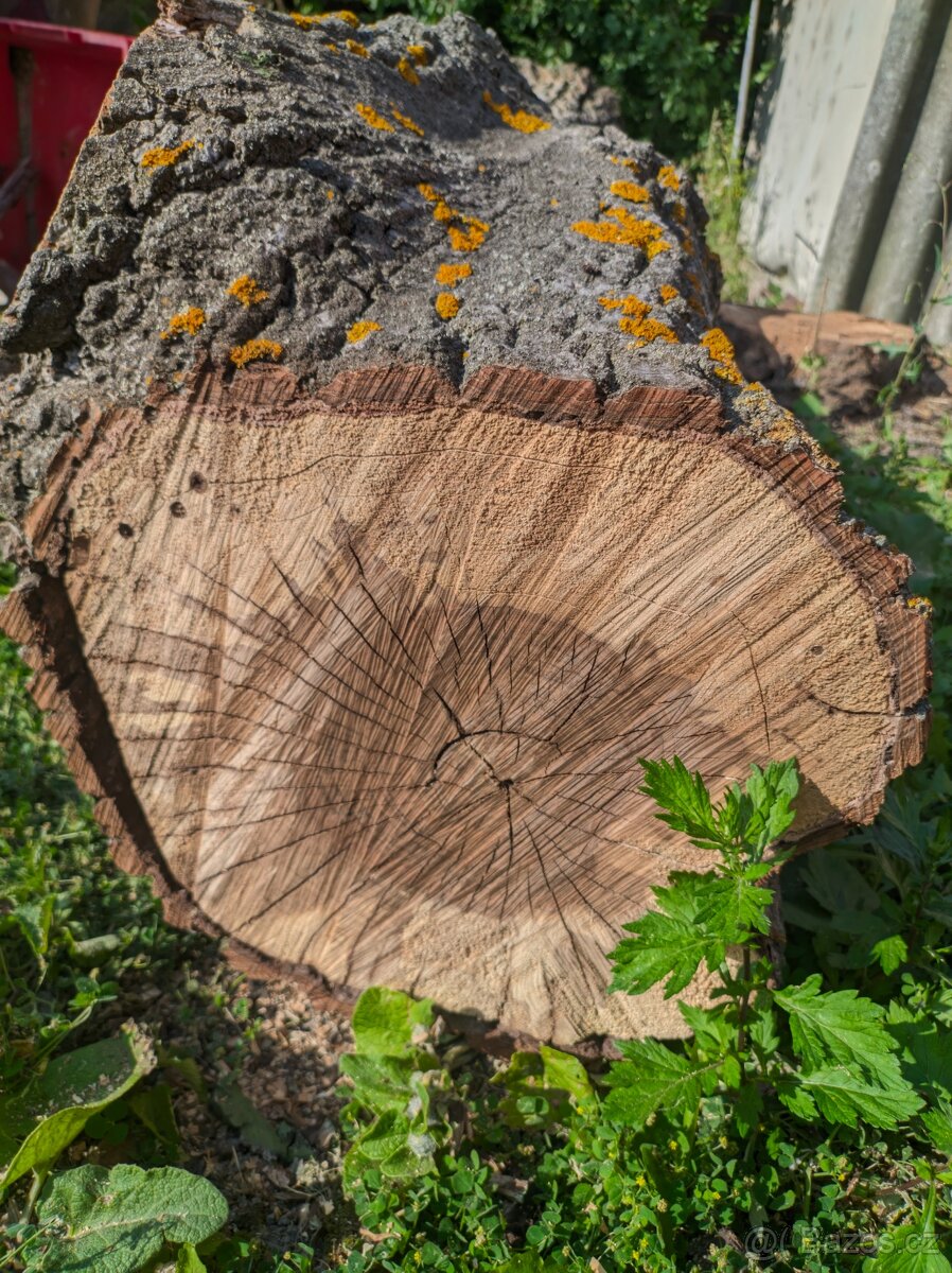 Prodám kmen ořechu - 2