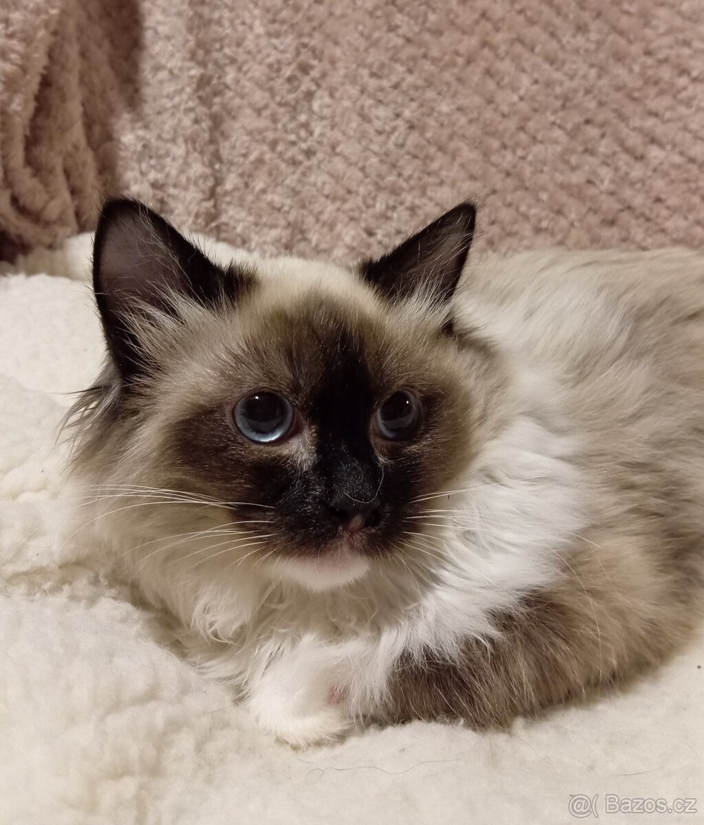 Ragdoll kotě, kočička bez PP. - 2