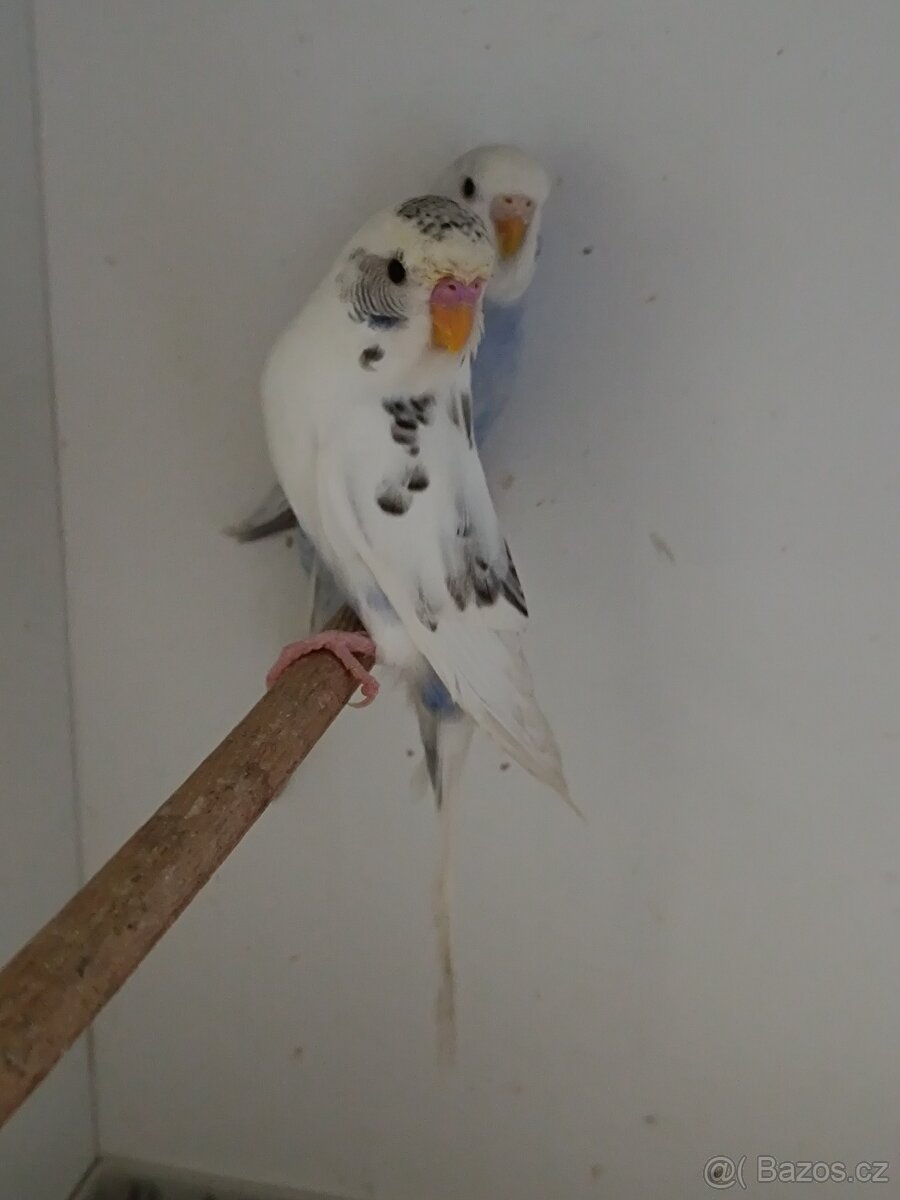 Andulka, andulky do chovu 2025 - 2