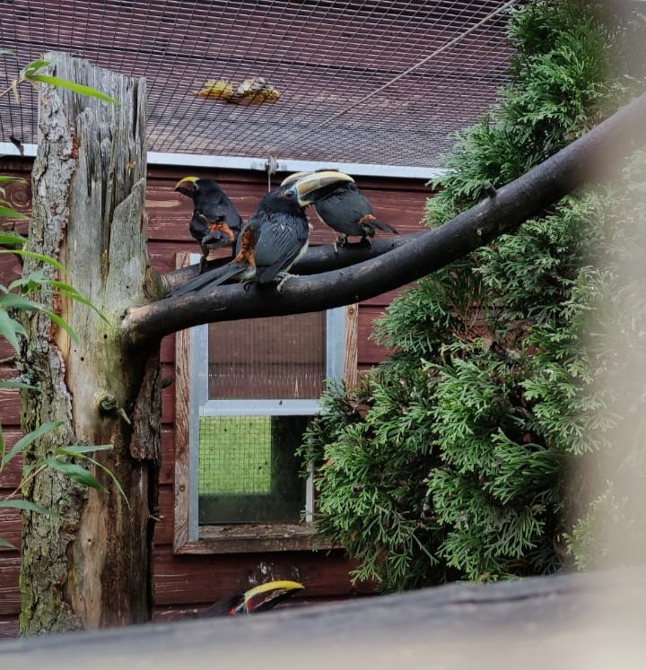 Arassari Zelený - 2