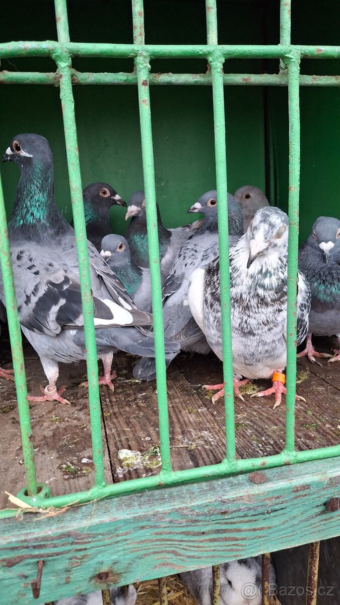 Poštovní holubi - 2