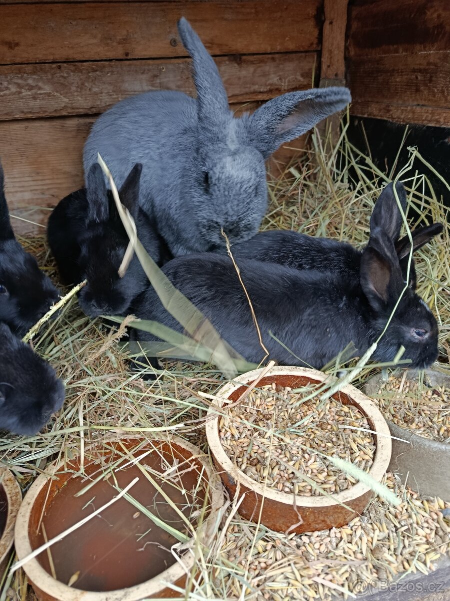 Mladí králíčci - 2