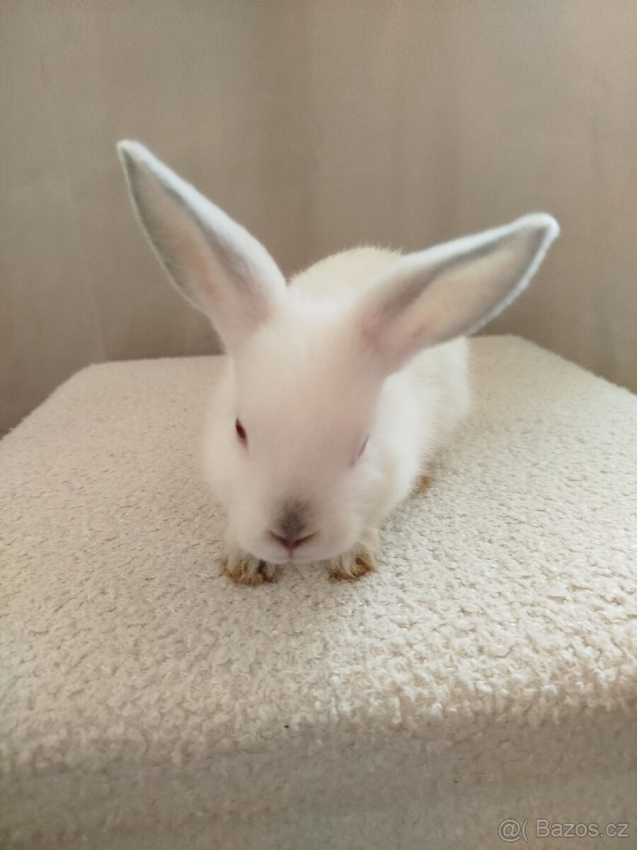 Zakrslý králíček 🐰 - 2
