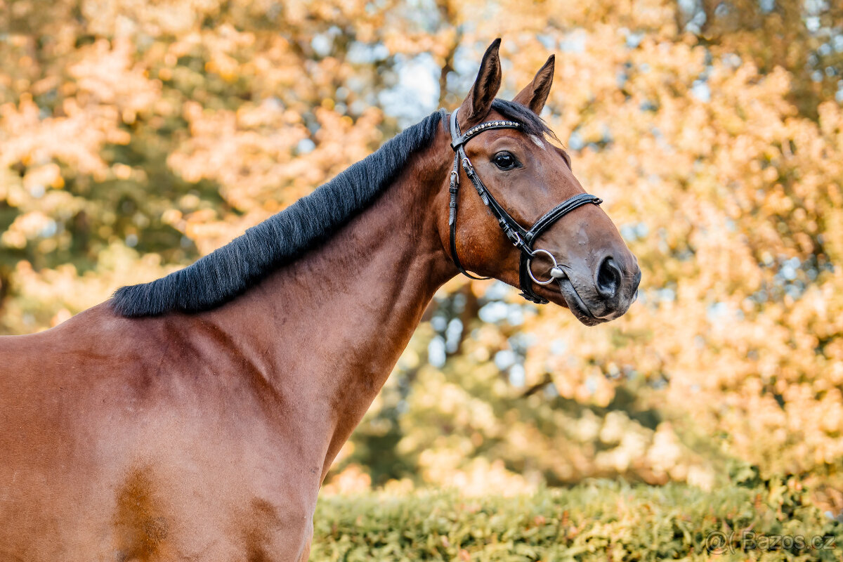 Nadějný talentovaný valach po Statis Conti - 2