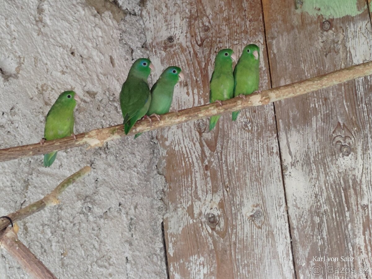 Papoušíček brýlatý - 2