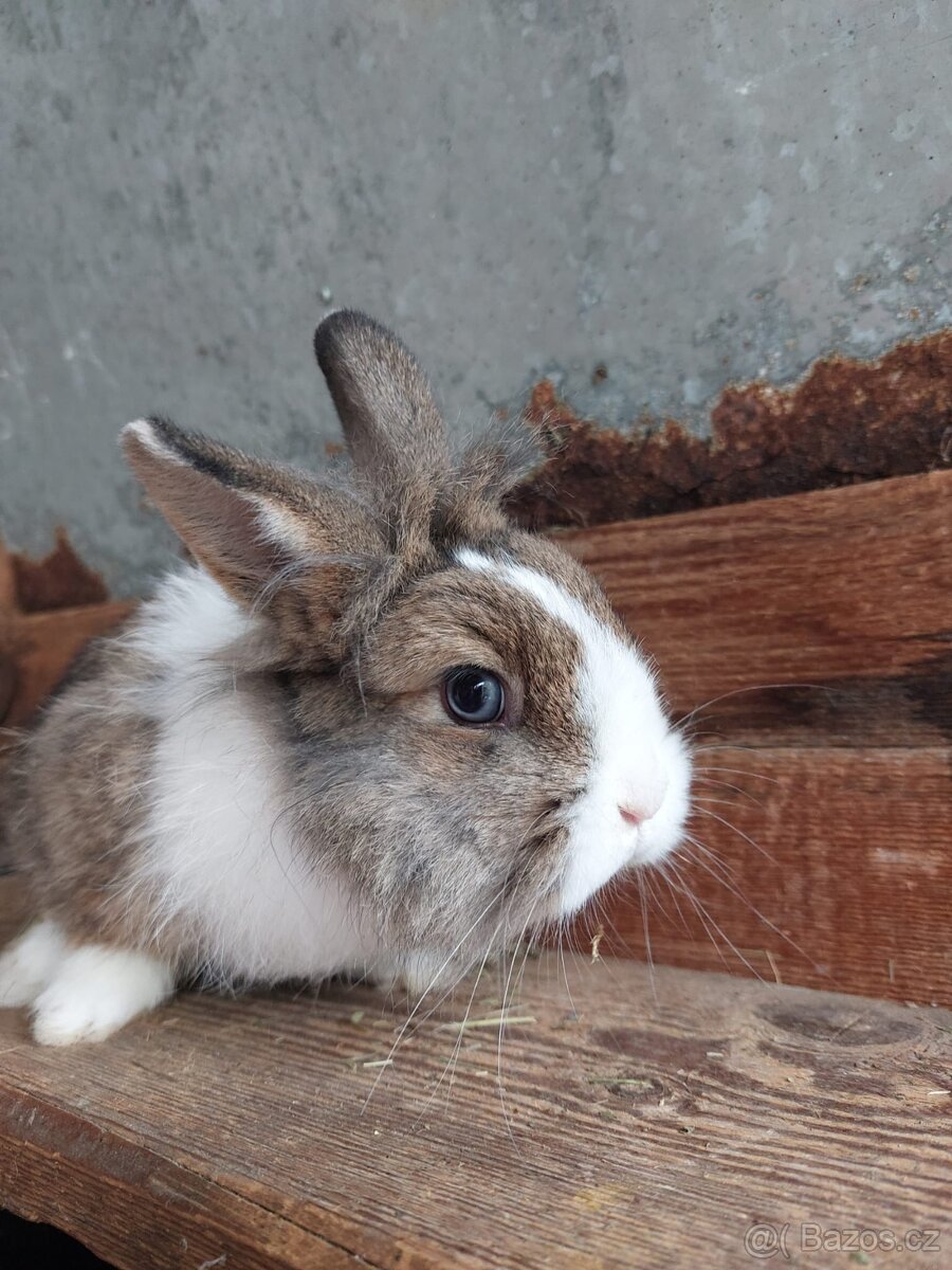 Zakrslý králík - 2