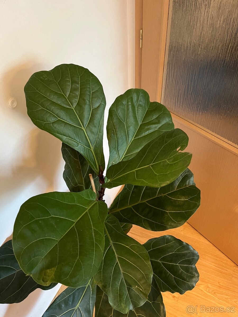 Pokojová rostlina 🌿 Fíkus Lyrata - výška 120 cm - 2