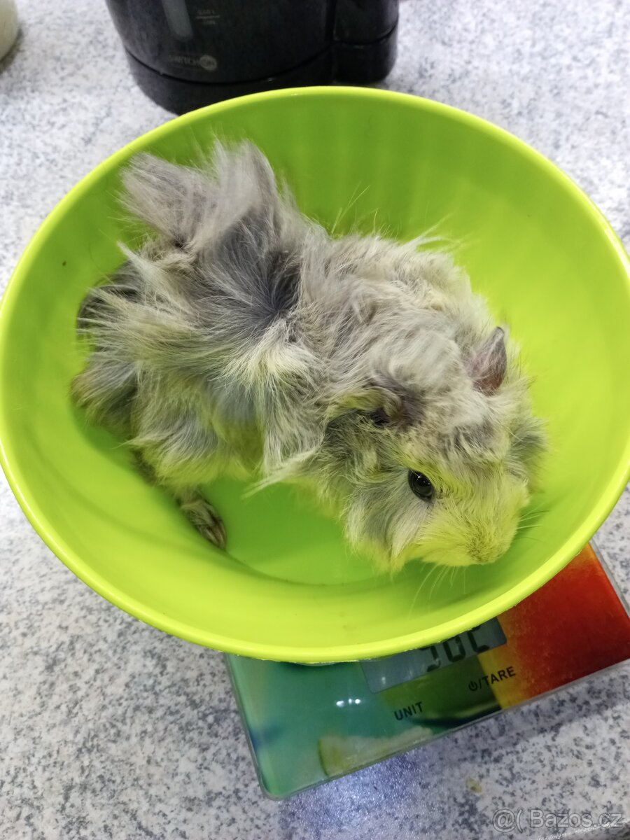 Morčata - samičky - 2