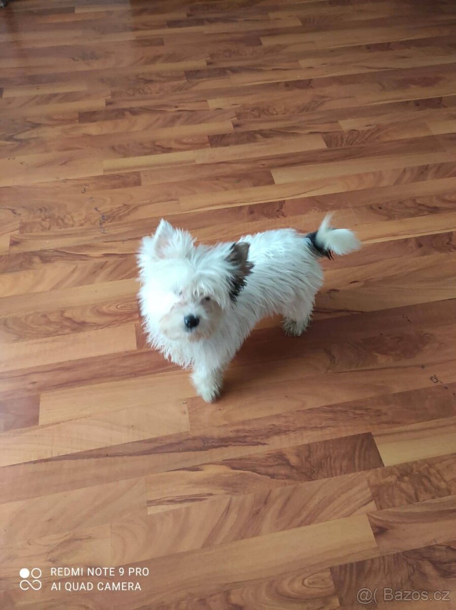 yorkšírský biwier - 2