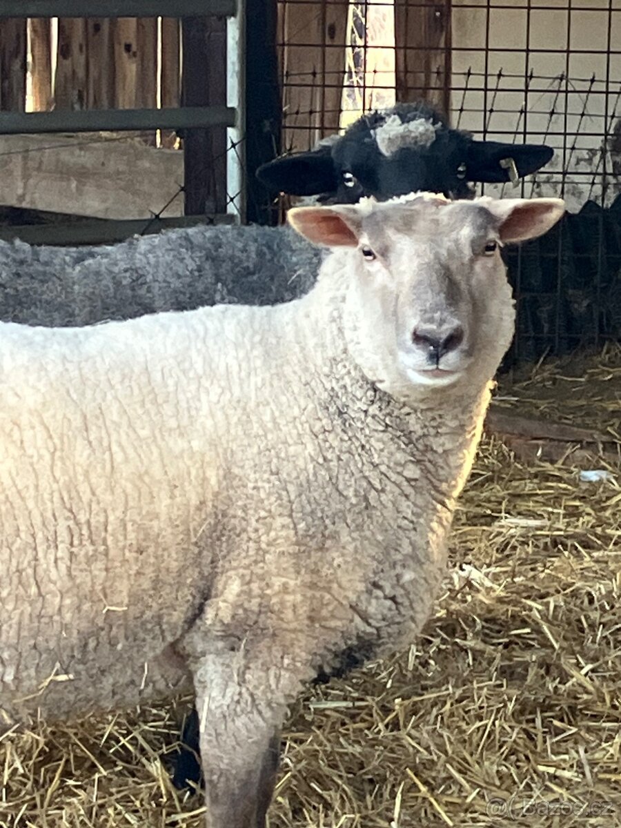 Prodám dvouletou ovci - 2