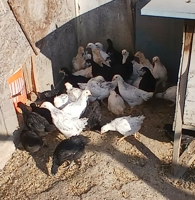 Kuřátka, slepičky, kuřice, kuřata - 2