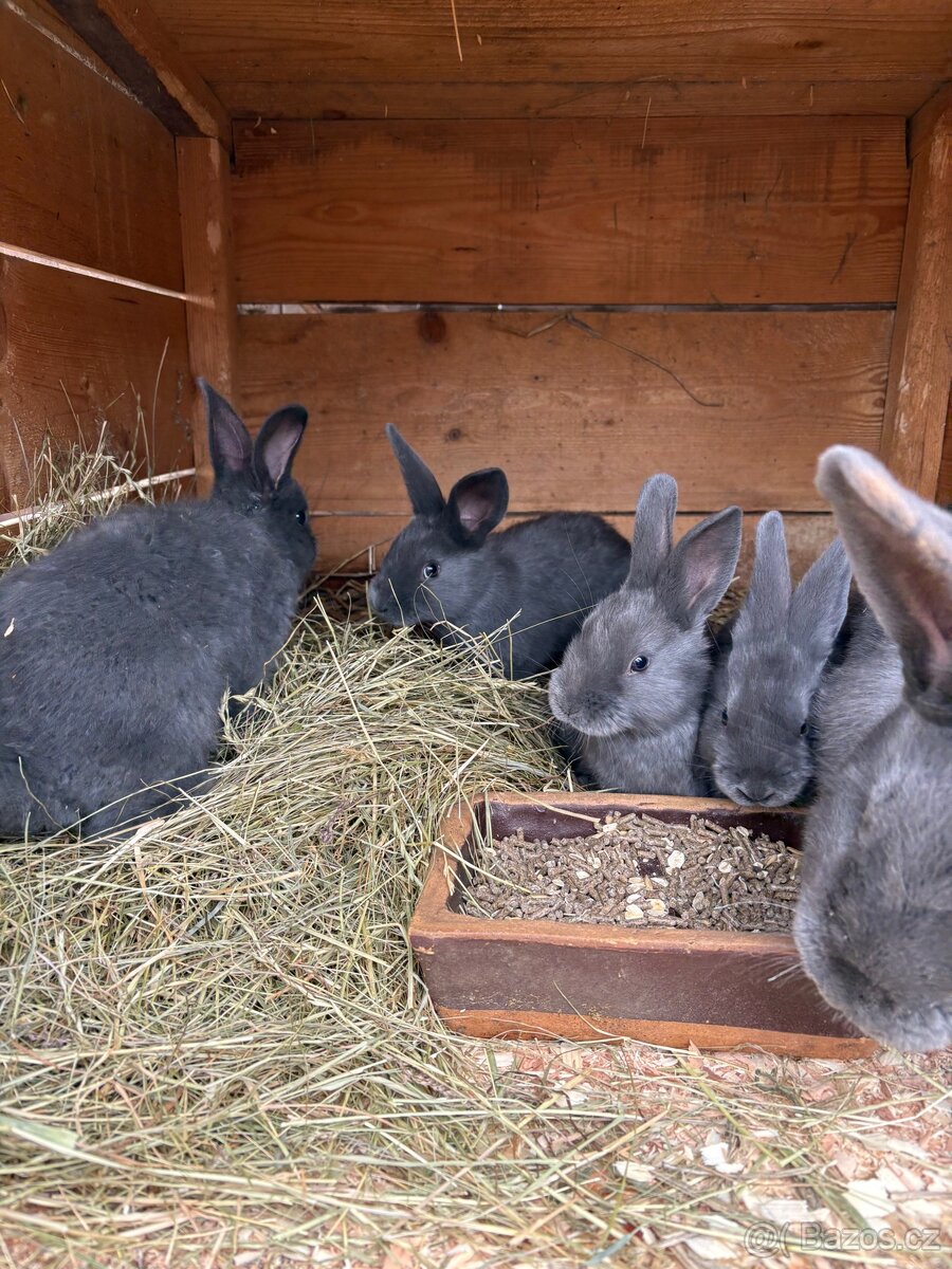 Mláďata Moravský Modrý bez pp - 2