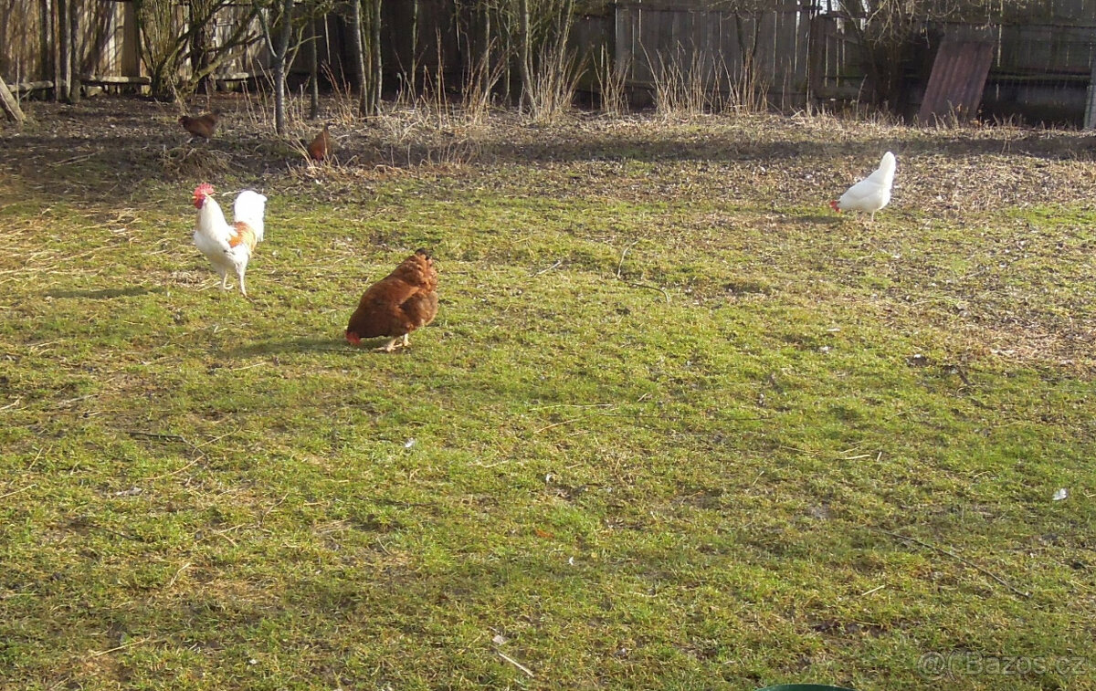 Domácí vajíčka - 2