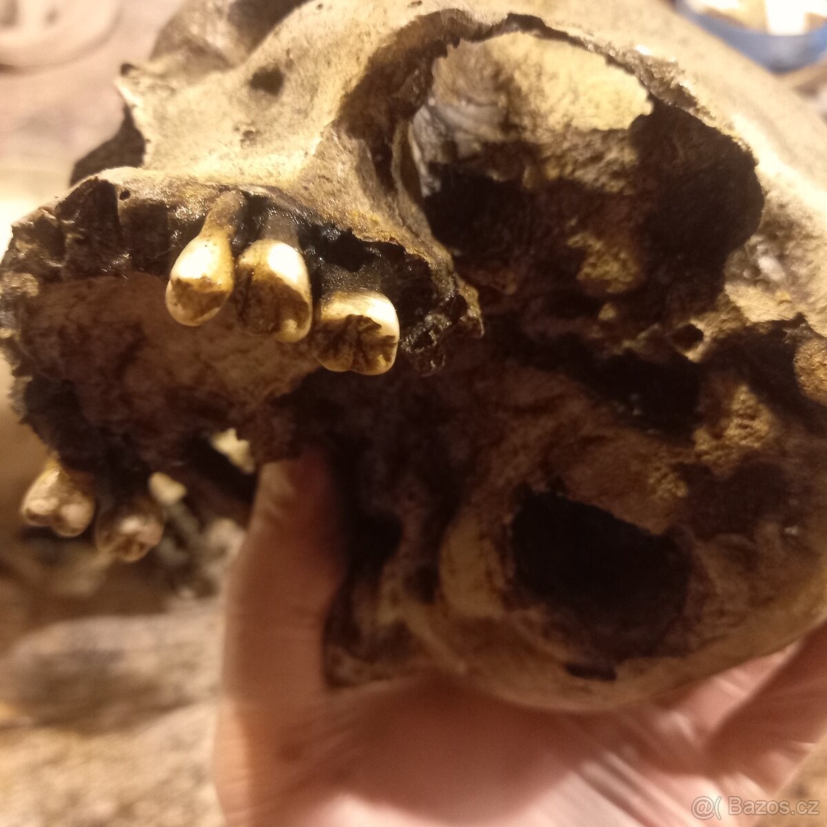 Human skull replica muž - 2