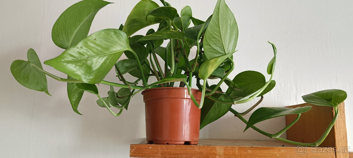 liána POTHOS - - viz text a fota - 2