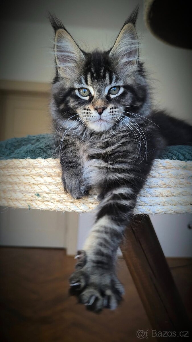 Mainska myvali s PP - Kocicka - 2