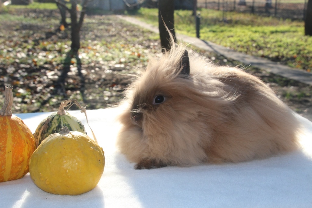Krásná zakrslá samička teddy/lvíček s milou povahou - 2