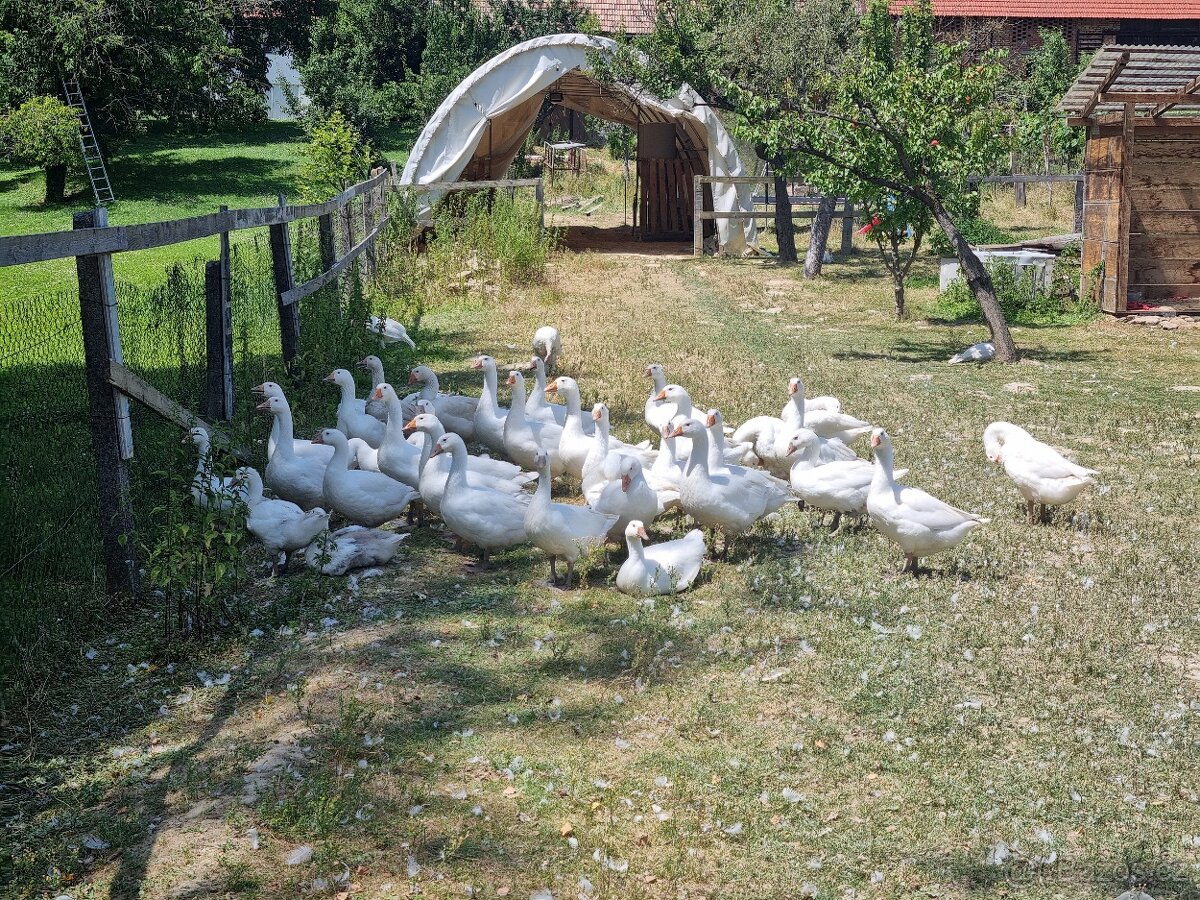 Husy, Kačeny, Krůty( morky) - 2