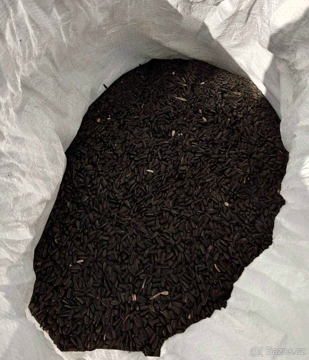slunečnice černá - 2