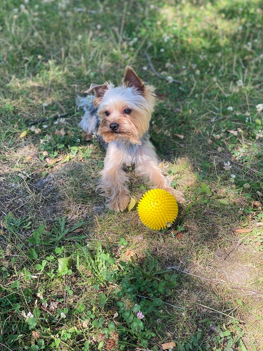 Jorkšírský teriér - 2